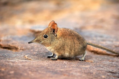 Short-eared elephant shrew, (Macroscelides probosideus), adult, foraging, Mountain Zebra National