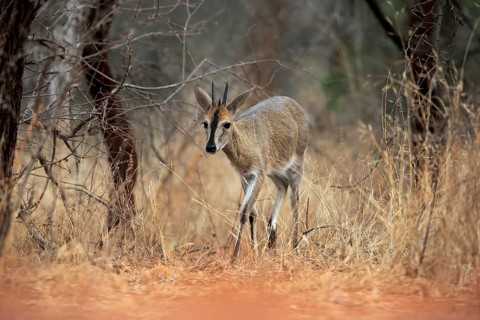 Crowned duiker (Sylvicapra grimmia), adult, male, running, foraging, Kruger National Park, Kruger