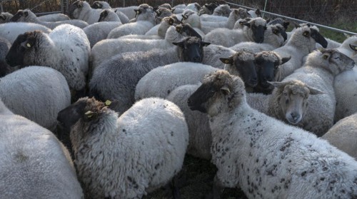 Black-headed domestic sheep (Ovis gmelini aries) for loading in the pen, Mecklenburg-Vorpommern,
