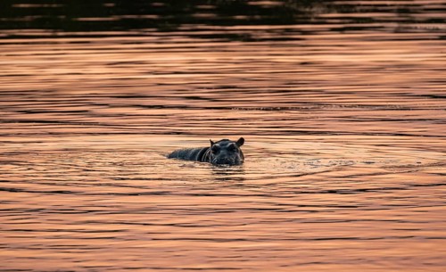 Hippopotamus (Hippopatamus amphibius), young animal in the water at sunset, Sabie River, Kruger