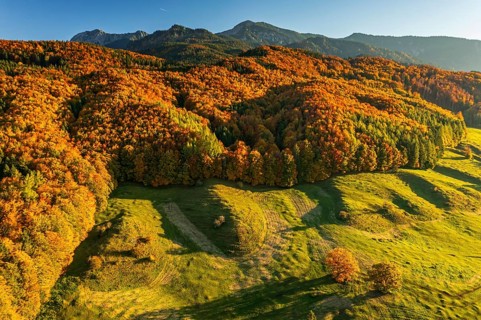 Aerial view of a mountain forest in front of mountains in autumn, sunny, Ohlstadt, view of