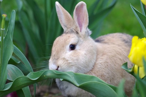 Rabbit (Oryctolagus cuniculus domestica), Portrait, Tulips, Easter, A domestic rabbit sits in a