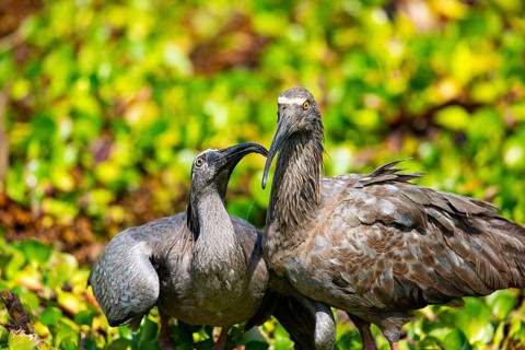 Plumbeous ibis (Harpiprion caerulescens) Pantanal Brazil