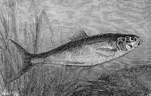 Shad or Alse, Alose, Alosa alosa, Historical, digital reproduction of an original from the 19th