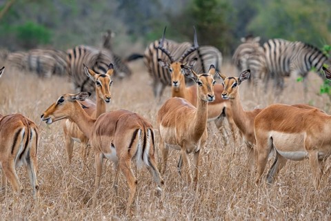 Herd of impala (Aepyceros melampus) in tall grass, black heeler antelope, Kruger National Park,