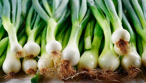 Vegetable, spring onion or spring onion, also known as winter onion, Allium fistulosum