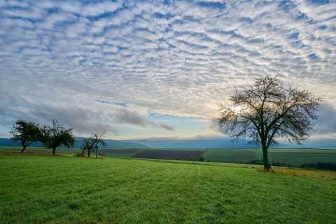Green orchard meadow, apple tree, under a cloudy sky at sunrise in a quiet landscape, autumn,