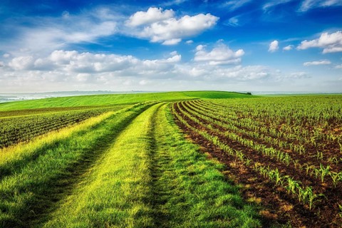 Rolling fields of Moravia, Czech Republic, Europe