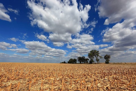 Romania, in the south of the country, maize field after harvest, harvested, stubble field, Europe