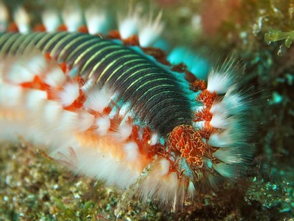 Close-up of a firebristle worm (Hermodice carunculata) in the sea, showing the intricate details