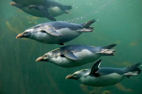 Rockhopper penguin (Eudyptes chrysocome), adult, in water, swimming, group, South Africa, Africa