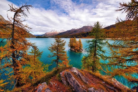 Island with autumn-coloured larches in Lake Sils, Engadin, Canton Graubünden, Switzerland, Europe