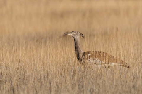 Kori Bustard (Ardeotis kori), Northern Cape, South Africa, Africa