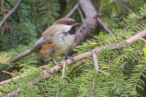 Boreal Chickadee (Poecile hudsonicus) perched on a branch in Seward, Alaska