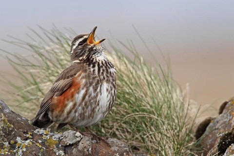 Rotdrossel (Turdus iliacus)