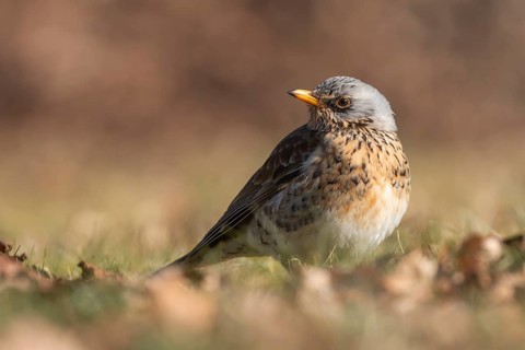 Fieldfare (Turdus pilaris), Lower Saxony, Germany, Europe