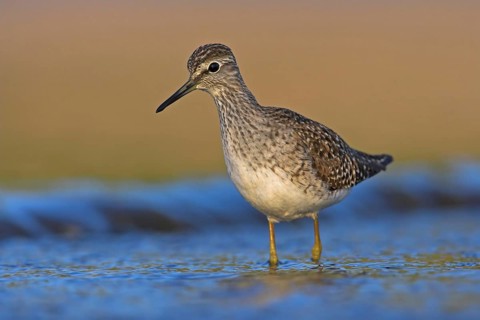 Wood Sandpiper (Tringa glareola), Lesvos, Greece, Europe