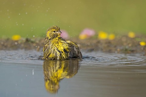 European Serin (Serinus serinus) bathing at a waterhole, Aosta Valley, Italy, Europe