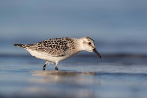 Sanderling (Calidris alba) foraging, Mecklenburg-Western Pomerania, Germany, Europe