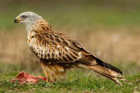 Red Kite (Milvus milvus), feeding on field floor, Castile and Leon, Spain, Europe