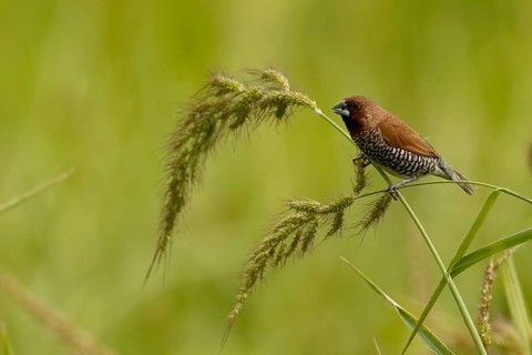 Scaly-breasted Munia (Lonchura punctulata), North Sulawesi, Indonesia, Asia