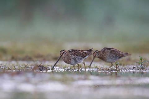 Common Snipe (Gallinago gallinago) foraging, North Rhine-Westphalia, Germany, Europe