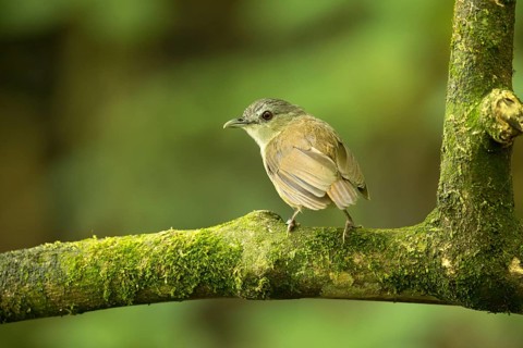 Horsfield's Babbler (Malacocincla sepiaria) perched on mossy trunk, East Java, Indonesia, Asia