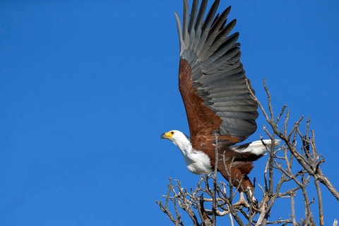 Lesser spotted eagle, (Haliaeetus vocifer), Africa, Botswana, flight photo, Okovango Delta, Africa