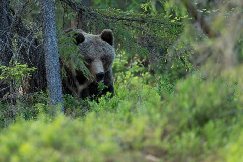European brown bear, Karelia, Finland, Europe