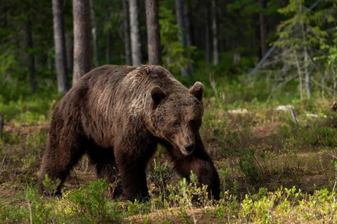 European brown bear, Karelia, Finland, Europe