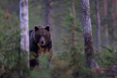 Brown bear (Ursus arctos) in the Finnish taiga, Kuusamo, Finland, Europe