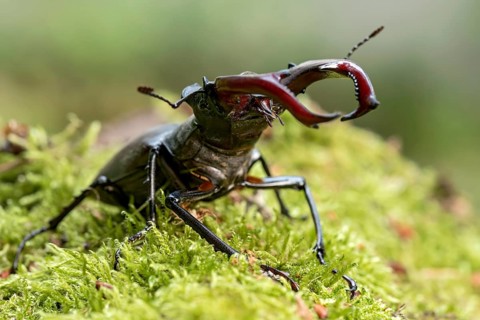 Stag beetle (Lucanus cervus), horned beetle, fire beetle, male with large mandibles, upper jaw,