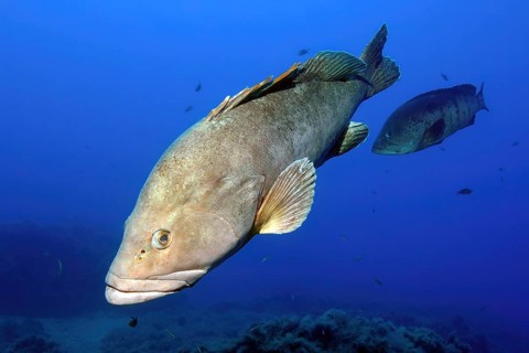 Dusky Grouper (Epinephelus marginatus) swimming through blue sea water over reef, Mediterranean Sea