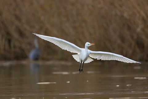Great White Egret (Egretta alba) Germany