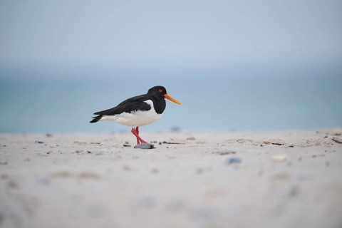 Eurasian oystercatcher (Haematopus ostralegus) on the beach, Düne, Helgoland, Schleswig-Holstein,
