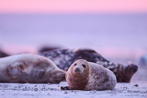 Grey seal (Halichoerus grypus) lying on the beach at sunset, Düne, Helgoland, Schleswig-Holstein,