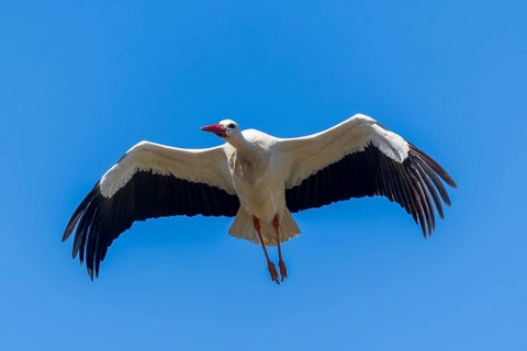 A stork flies through the blue sky with its wings wide open, white stork (Ciconia ciconia),