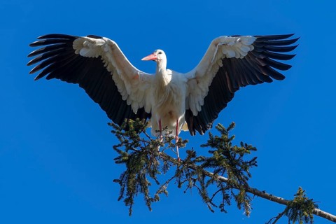White stork with spread wings standing on a tree branch under a blue sky, White stork (Ciconia