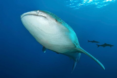 Underwater photo of great whale shark (Rhincodon typus) harmless plankton eater swimming through
