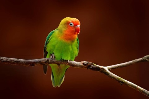 Nyasa Lovebird or Lilian's lovebird, Agapornis lilianae, green exotic bird sitting on the tree,