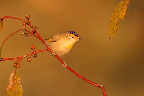 Red-browed Pardalote (Pardalotus rubricatus), Northern Territory, Australia, Oceania