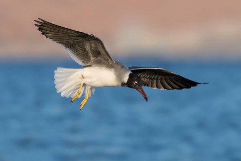 White-eyed Gull (Ichthyaetus leucophthalmus) juvenile flying, Eilat, Israel, Asia