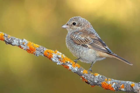 Woodchat Shrike (Lanius senator) juvenile, Andalusia, Spain, Europe