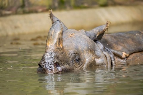 Square-lipped rhinoceros (Ceratotherium simum) swimming in the water, captive, Bavaria, Germany,