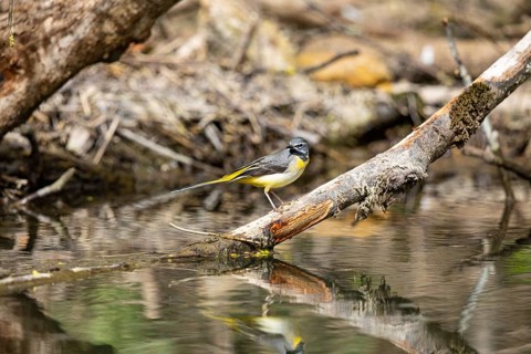 Grey wagtail (Motacilla cinerea) Germany