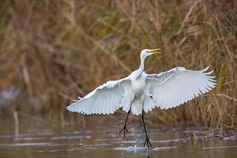 Great White Egret (Egretta alba) Germany