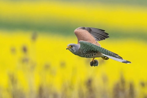 A Common Kestrel (Falco tinnunculus) with a prey mouse flies over a flowering rape field Hesse,