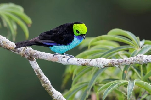 Paradise Tanager (Tangara chilensis) perched on a branch in Ecuador