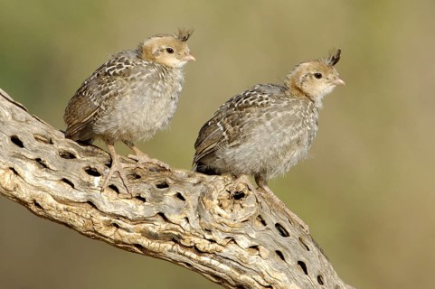 Gambel's Quail (Callipepla gambelii) juvenile, Arizona, USA, North America