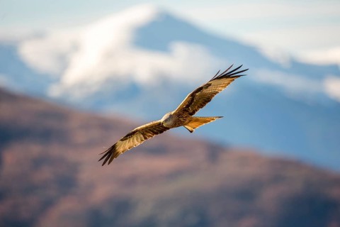 Red Kite (Milvus milvus) flying, Madrid, Spain, Europe